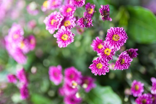 An Small Flowers Bed in sunlight .