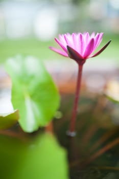 Lotus in nature pool in sun light .