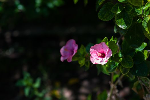 An Hibiscus Rosa Sinensis in morning .