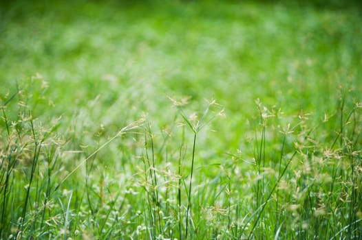 An Green grass with sun light .