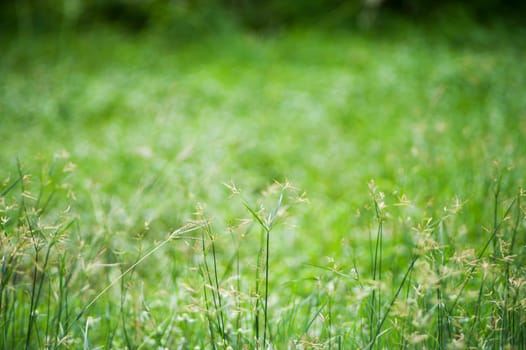 An Green grass with sun light .