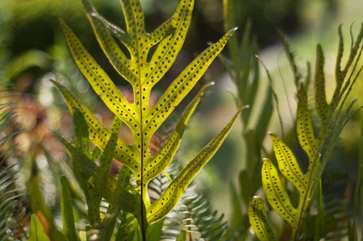 An Spring leaves in soft light .