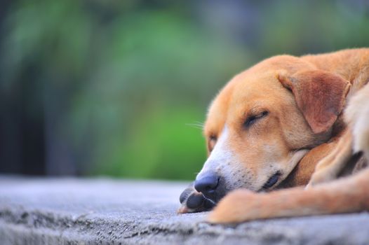 An Old dog resting on the floor .