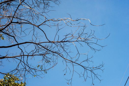 An Dead tree in nature place .