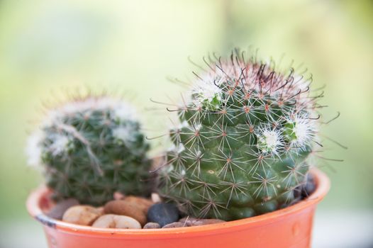 An Cactus in sunset light .