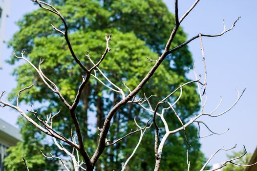 An Dead tree in nature place .