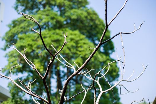 An Dead tree in nature place .