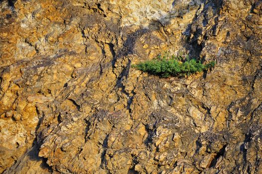 Small tree on rock stone power of nature Survive .