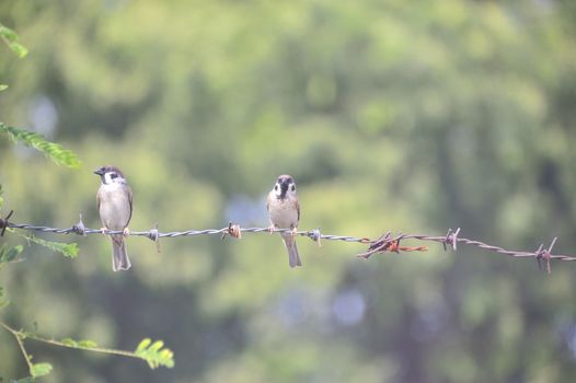 An Bird sparrow in nature place .