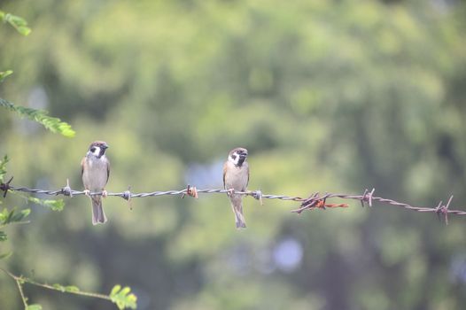 An Bird sparrow in nature place .