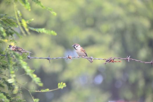 An Bird sparrow in nature place .