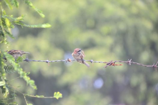 An Bird sparrow in nature place .