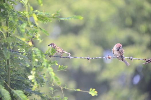 An Bird sparrow in nature place .