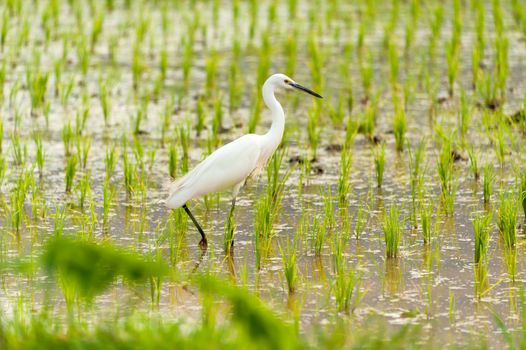 Egret Bird in Rice field new born in soft light .