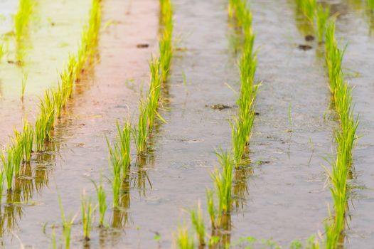 Rice field new born in soft light .