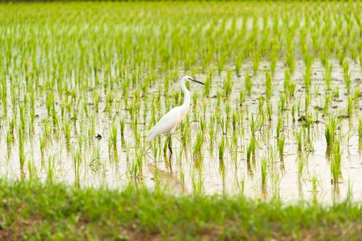 Egret Bird in Rice field new born in soft light .