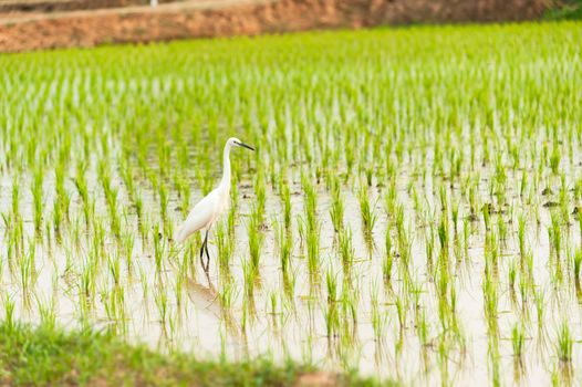 Egret Bird in Rice field new born in soft light .