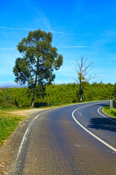 Curve way of asphalt road in the green view