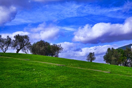 Trees and grass field with blue sky