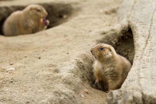 Groundhog makes sure all is secure