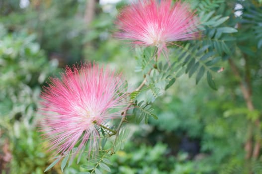 Calliandra haematocephala Hassk or Pink Red Powderpuff with green leaves in garden.