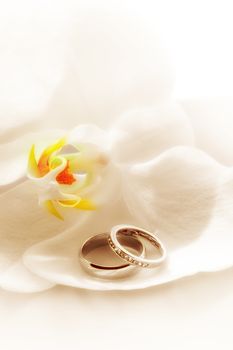 close up view of two wedding rings on white back