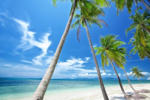 View of nice tropical  beach  with some palms around