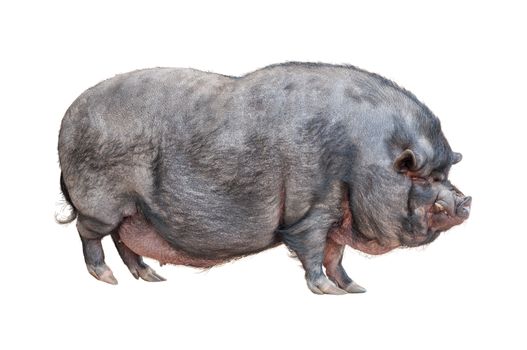Vietnamese Pot-bellied pig isolated on white background