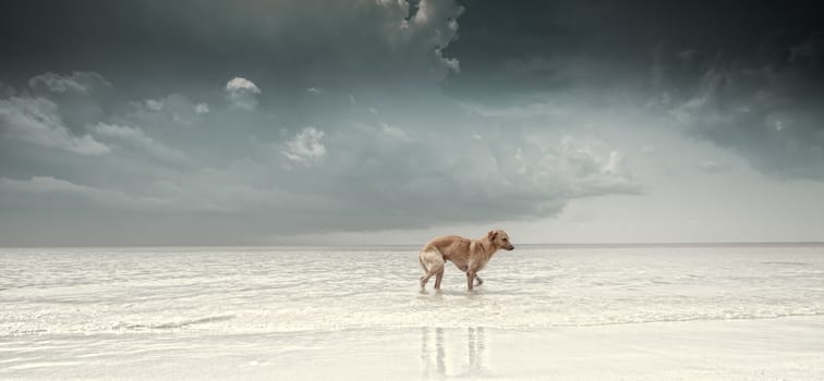 panoramic view of stormy cloud sky beach with lonely dog