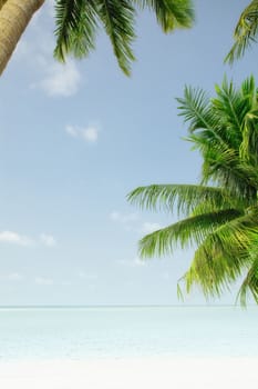 View of nice tropical  beach  with some palms around