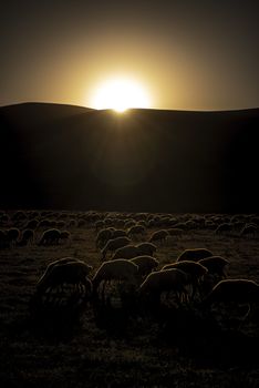 A herd of sheep beautifully rim lit at sunset