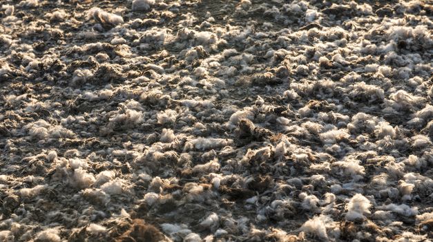 Beautiful texture of all the scraps of wool left on the ground after shearing