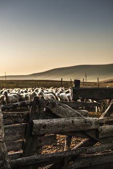 Rustic hand made old wooden fence keeping sheep together