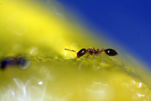 A detalied macro view of a small red ant extracting sugar from a flower..