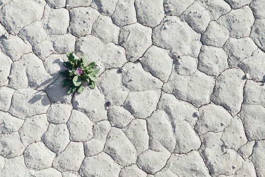 view of  young fresh flower getting out  through the dry desert surface