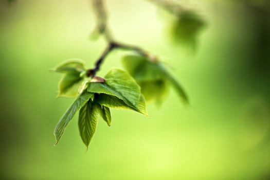 Spring foliage. Young green leaves.