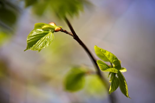 Spring foliage. Young green leaves.