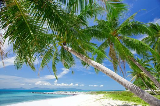 View of nice tropical  beach  with some palms around