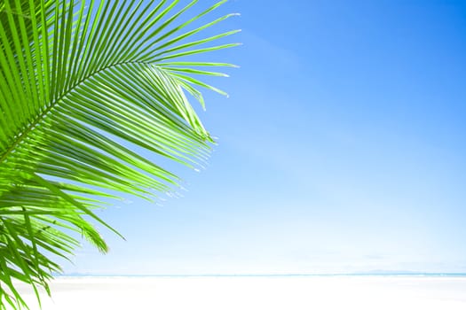 View of nice tropical  beach  with one lonely palm