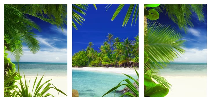 three  tropic  beach and palms theme pictures collage