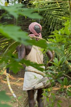 Editorial documentary, India Tamil Nadu Pondicherry aera, june 2015. Old poor professional climber on coconut tree-gathering coconuts with rope