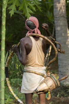 Editorial documentary, India Tamil Nadu Pondicherry aera, june 2015. Old poor professional climber on coconut tree-gathering coconuts with rope