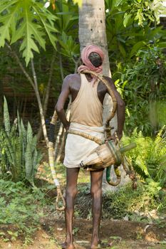 Editorial documentary, India Tamil Nadu Pondicherry aera, june 2015. Old poor professional climber on coconut tree-gathering coconuts with rope