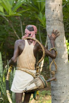 Editorial documentary, India Tamil Nadu Pondicherry aera, june 2015. Old poor professional climber on coconut tree-gathering coconuts with rope