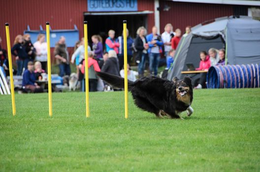 one competition in agility for dog and the dog is realy happy and have focus