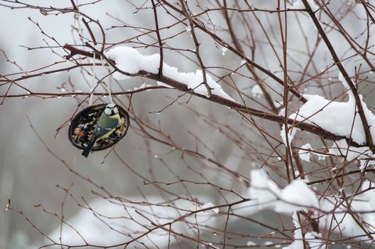  one little beutiful bird its a blue tit watching and eating