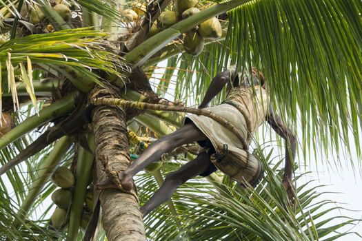 Editorial documentary, India Tamil Nadu Pondicherry aera, june 2015. Old poor professional climber on coconut tree-gathering coconuts with rope