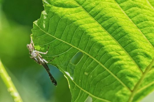 Empty larva of dragonfly on a green leaf