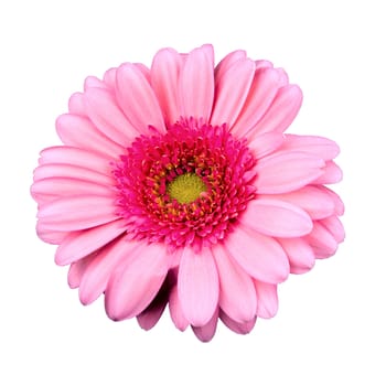 Pink flower isolated on a white background
