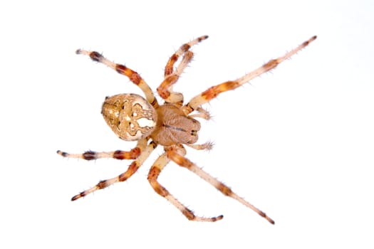 Brown spider isolated on a white background